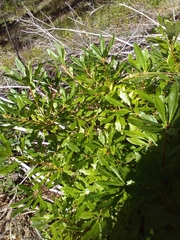 Rhododendron