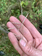 Bromus ciliatus