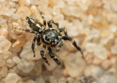 Hyllus