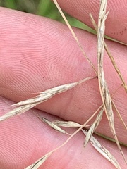 Bromus ciliatus