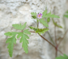 Geranium purpureum
