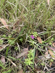 Stylidium debile