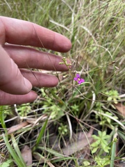 Stylidium debile