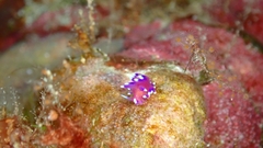 Coryphellina arveloi