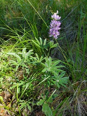 Lupinus sericeus
