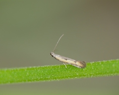 Mesophleps trinotella