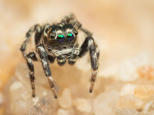 Hyllus acutus