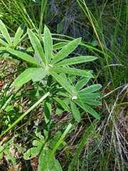 Lupinus sericeus