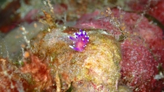 Coryphellina arveloi