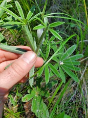 Lupinus sericeus