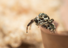 Hyllus