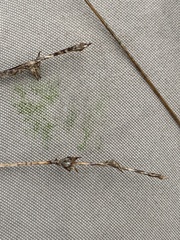 Carex interior