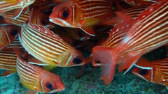 Sargocentron hastatum