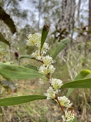 Hakea florulenta