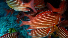 Sargocentron hastatum