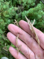 Bromus ciliatus