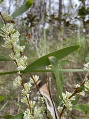 Hakea florulenta
