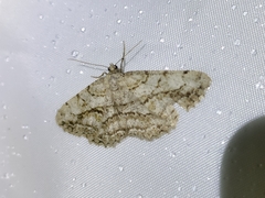 Peribatodes perversaria