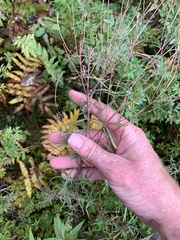 Epilobium leptophyllum