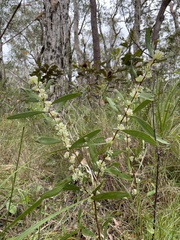 Hakea florulenta