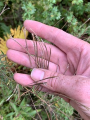 Epilobium leptophyllum