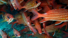 Sargocentron hastatum