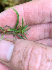 Epilobium leptophyllum