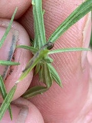 Epilobium leptophyllum