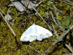 Scopula ornata
