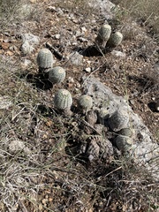 Echinocereus reichenbachii caespitosus