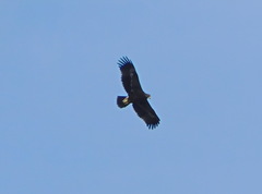 Aquila nipalensis