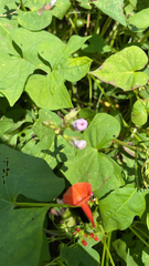 Ipomoea triloba
