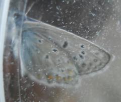 Polyommatus icarus