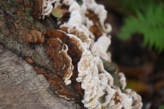 Gloeoporus dichrous