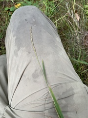 Muhlenbergia mexicana