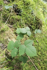 Rubus hirtus