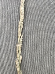 Muhlenbergia mexicana