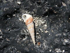 Melanoides tuberculata