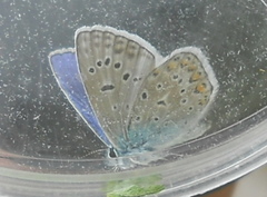 Polyommatus icarus