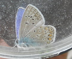 Polyommatus icarus