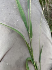 Muhlenbergia mexicana