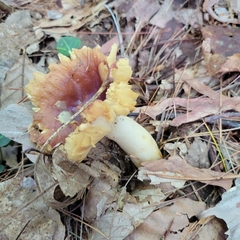 Phylloporus leucomycelinus