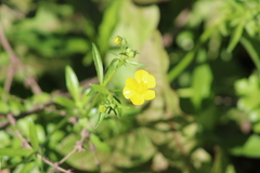 Ranunculus