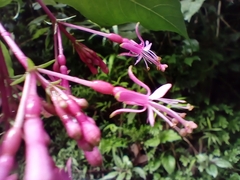 Fuchsia arborescens
