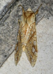 Lophocampa bicolor