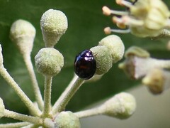 Chilocorus bipustulatus