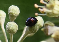 Chilocorus bipustulatus