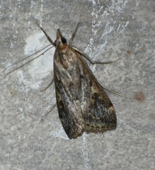 Loxostege allectalis