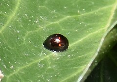 Chilocorus bipustulatus