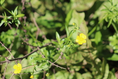 Ranunculus